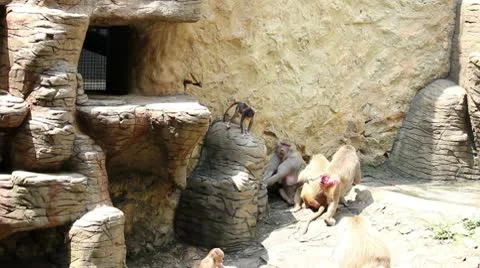 Monkeys 01 Video stock 10742155