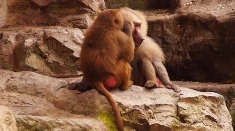 Monkeys #02 Stock Footage 20434897