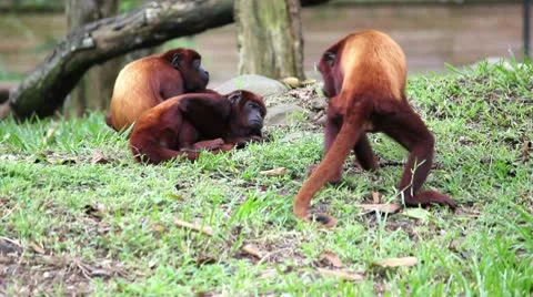 Monkeys 04 Stock Footage 10741641