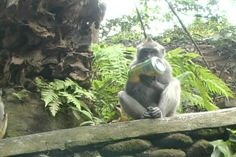 Monkeys 11 Stock Footage