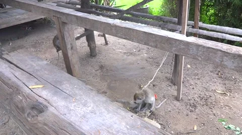 Monkeys abuse Видео 48538627