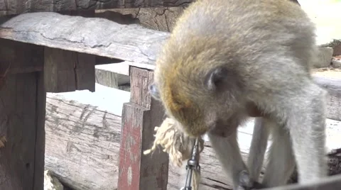 Monkeys abuse monkey plays with chain Stock Footage 48542311
