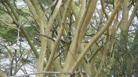 Monkeys on Acacia Tree in Kenya 2 Stock-Footage 345074917