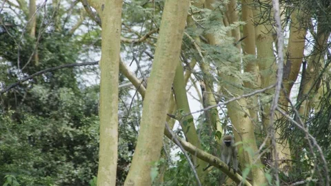 Monkeys on Acacia Tree in Kenya Видео 345074768