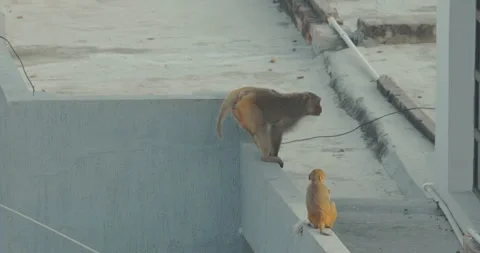 Monkeys is actively looking for leftover food in street. Bonnet Macaque - Macaca Stock Footage 279220171