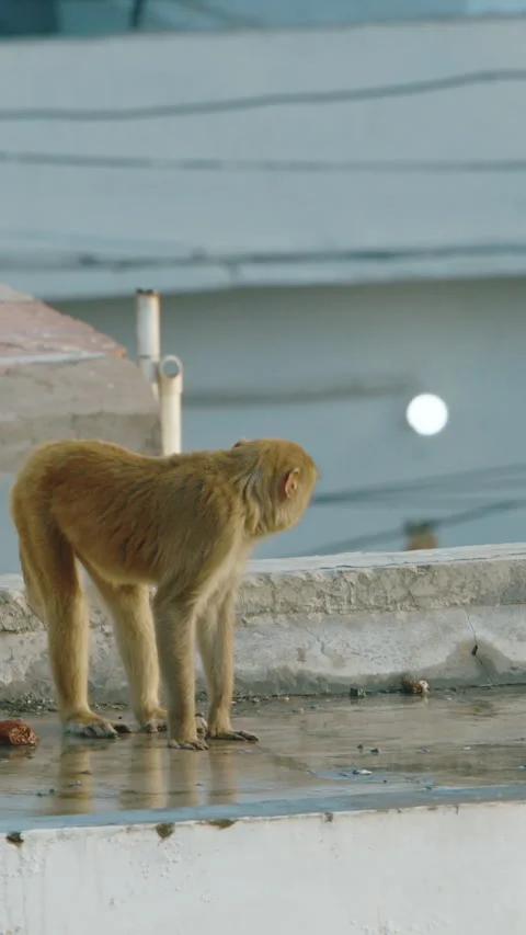 Monkeys is actively looking for leftover food in street. Bonnet Macaque - Macaca Stock Footage 329315808
