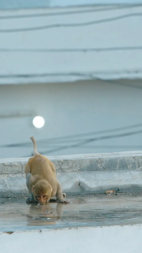 Monkeys is actively looking for leftover food in street. Bonnet Macaque - Macaca 스톡 동영상 333482359