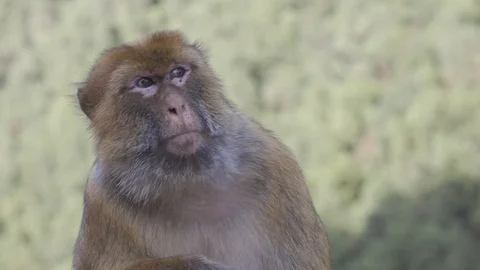 Monkeys of Algeria flat version Vidéo 95560279