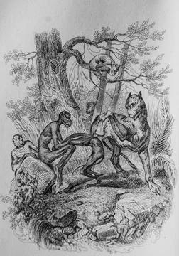 The monkeys and the leopard, Fables de Florian illustrated by Victor Adam, Pu Stock Illustration