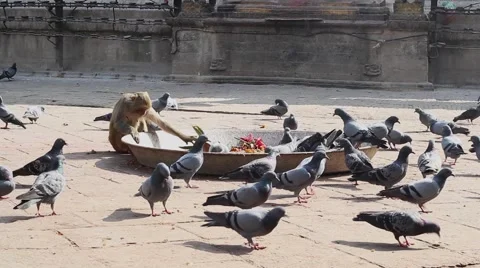 Monkeys and pigeons Stock Footage 58928552