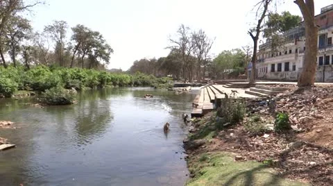 Monkeys are bathing in River Stock Footage 22478515