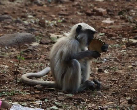Monkeys are breaking coconuts Stock Photos