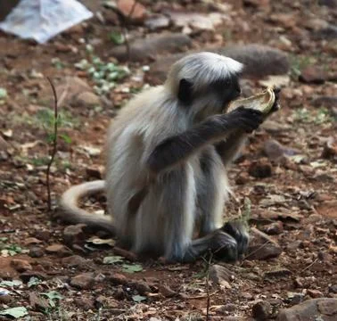 Monkeys are breaking coconuts Foto stock