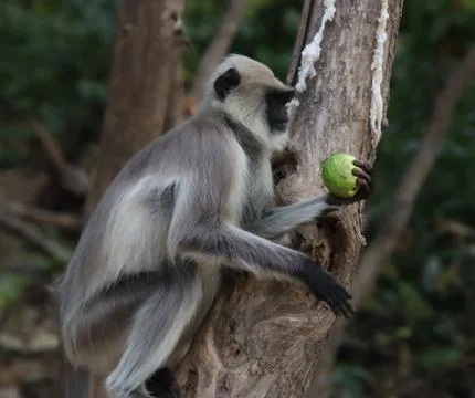 The monkeys are climbing the tree Stock Photos