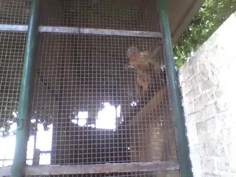 Monkeys are curious about the camera in the park, they are cool! Stock Footage 163680645