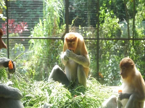 Monkeys are eating in the cage  Stock Footage 94305448