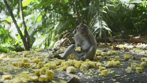 The Monkeys are eating corns Vidéo 338404927