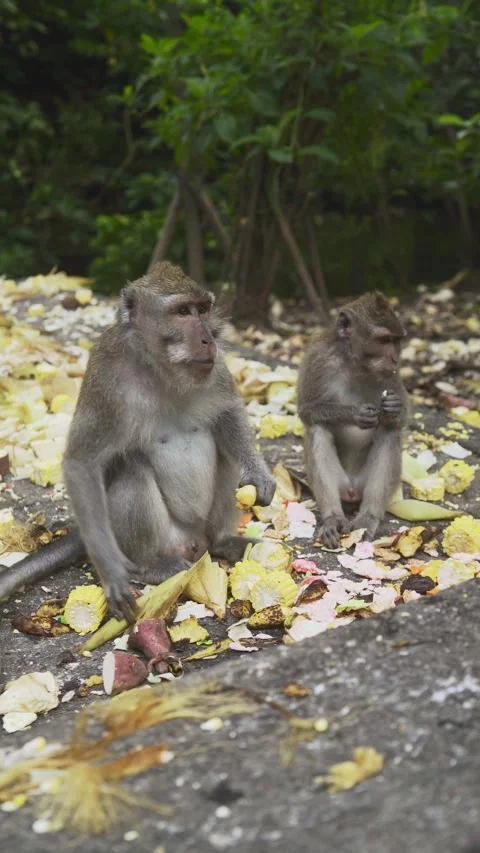 The Monkeys are eating corns Vidéo 338407099