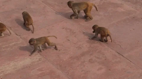 Monkeys are eating Stock Footage 35519158