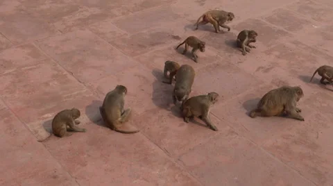 Monkeys are eating 스톡 동영상 35519453