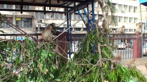 Monkeys are hanging on the branches of a tree.  Thailand Stock Footage 112998836