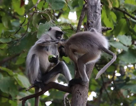 Monkeys are having fun in the tree Foto stock