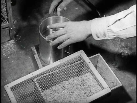 Monkeys are lab rats are readied for space flight in the 1950s. Stock Footage 74736726