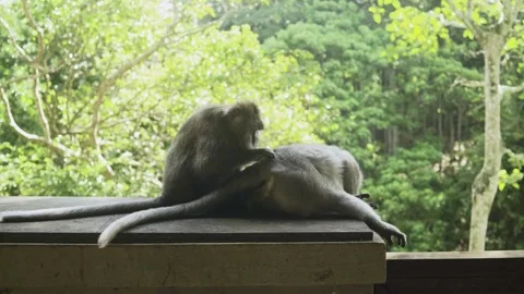 The Monkeys are Looking for Fleas Stock Footage 338405083