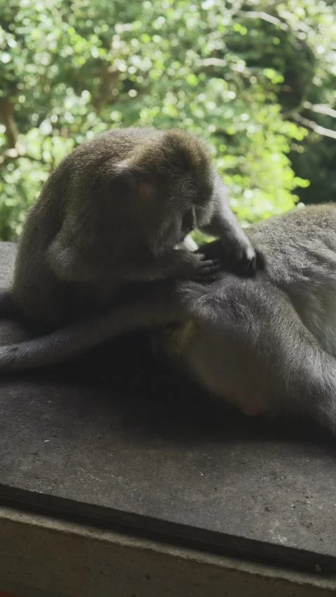 The Monkeys are Looking for Fleas Vidéo 338407629