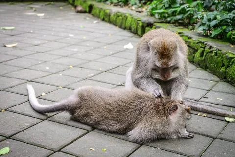 Monkeys are looking for fleas Stock Photos