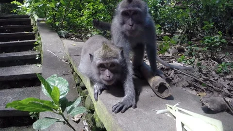 Monkeys are playing with the camera Stock Footage 89215663