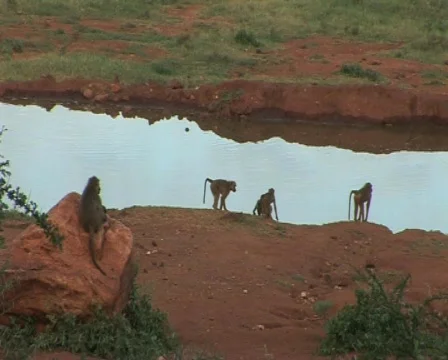 Monkeys are playing Video stock 547812