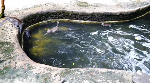Monkeys are playing in the pool. Stock Footage 59941513