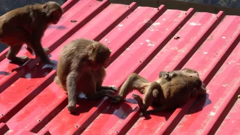 Monkeys are playing on terrace Stock Footage 172293590