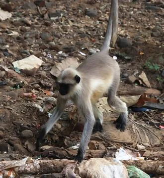 Monkeys are running Foto stock