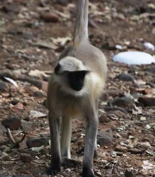 Monkeys are running Stock Photos