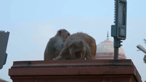 Monkeys are sitting on a column and looking for parasites from partner Video stock 108093506