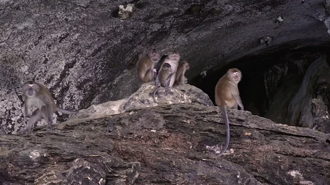 Monkeys are sitting on the rocks Video stock 110731840