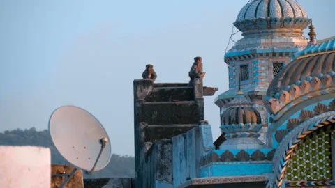 Monkeys are sitting on the roofs of the temples early in the morning at sunrise  Stock Footage 108073249
