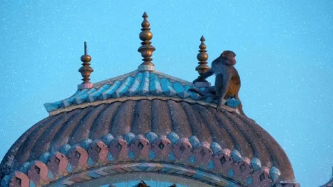 Monkeys are sitting on the roofs of the temples early in the morning at sunrise  库存影片 330894425