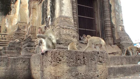 Monkeys are sitting on the steps of an ancient Buddhist temple. Thailand Stock Footage 112997780