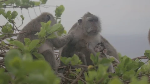 Monkeys are sitting on a tree. Monkey feeds her baby Stock Footage 91106430