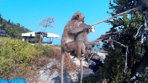 Monkeys are a tree Stock Footage 86469938