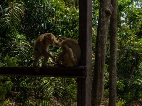 Monkeys argue for place to sit Stock Photos