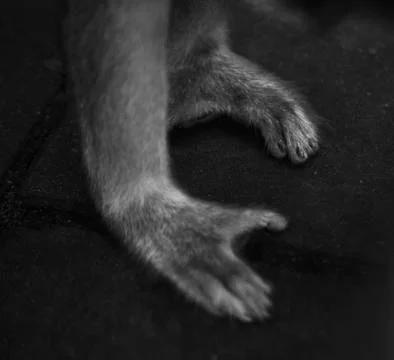 The monkeys back feet  Stock Photos
