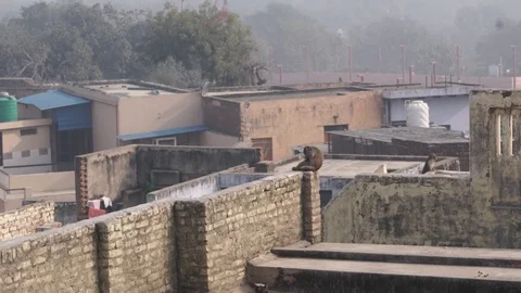 Monkeys on the background of the city. The view from the hill Stock Footage 104590105