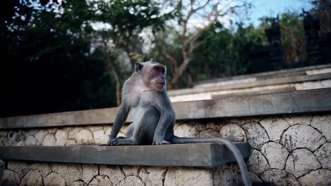 Monkeys of Bali Stock Footage 81295327
