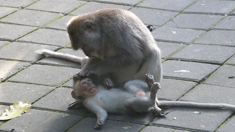 Monkeys at Bali Monkey forest Stock Footage 86760628