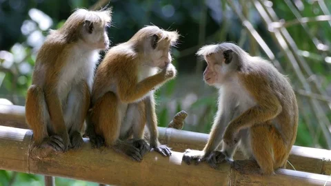 Monkeys in bamboo forest Video stock 70919405