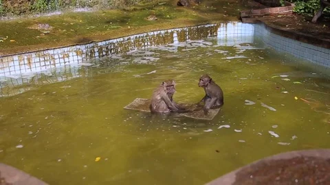 Monkeys bathe and play in a decorative pond. Krabi Province, Thailand Stock Footage 83214997